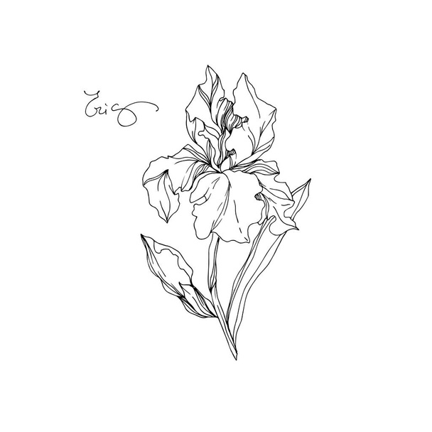 ベクトルアイリス花植物の花。黒と白の彫刻インクアート。孤立したアイリスイラスト要素. - ベクター画像