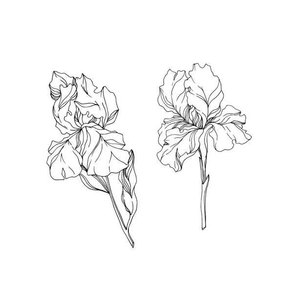 Vector Iris floral botanical flowers. Black and white engraved ink art. Isolated irises illustration element. - Vektor, kép