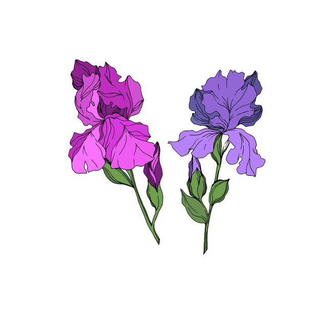 Vector Iris floral botanical flowers. Black and white engraved ink art. Isolated irises illustration element. - ベクター画像