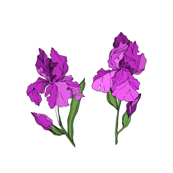 Vector Iris flores botánicas florales. Tinta grabada en blanco y negro. Elemento ilustrativo de iris aislado
. - Vector, imagen