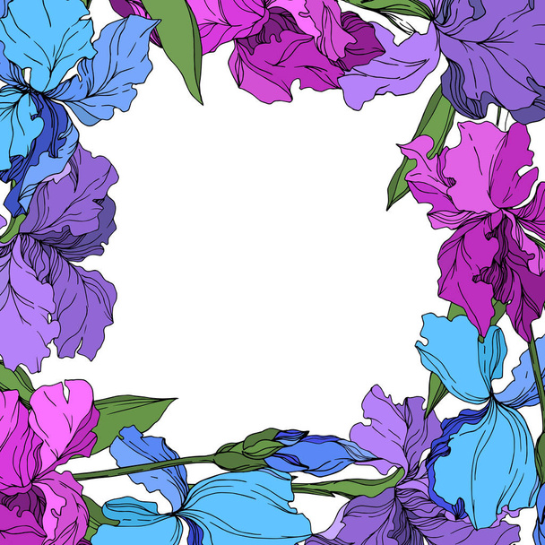 Vector Iris floral botanical flowers. Black and white engraved ink art. Frame border ornament square. - Вектор,изображение