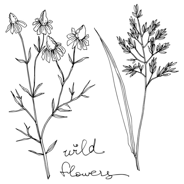 Vector Wildflowers floral botanical flowers. Black and white engraved ink art. Isolated flower illustration element. - Vettoriali, immagini