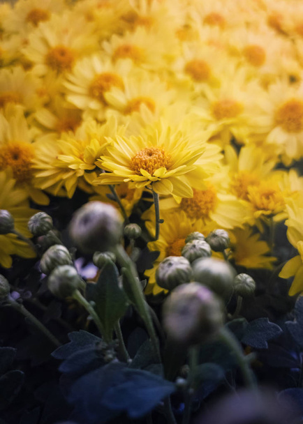 Primo piano dei crisantemi gialli fioriti e delle gemme non fiorite
.  - Foto, immagini