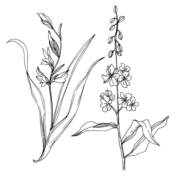 Fiori botanici floreali vettoriali Wildflower. Inchiostro inciso in bianco e nero art. Isolato elemento illustrazione fiore
. - Vettoriali, immagini