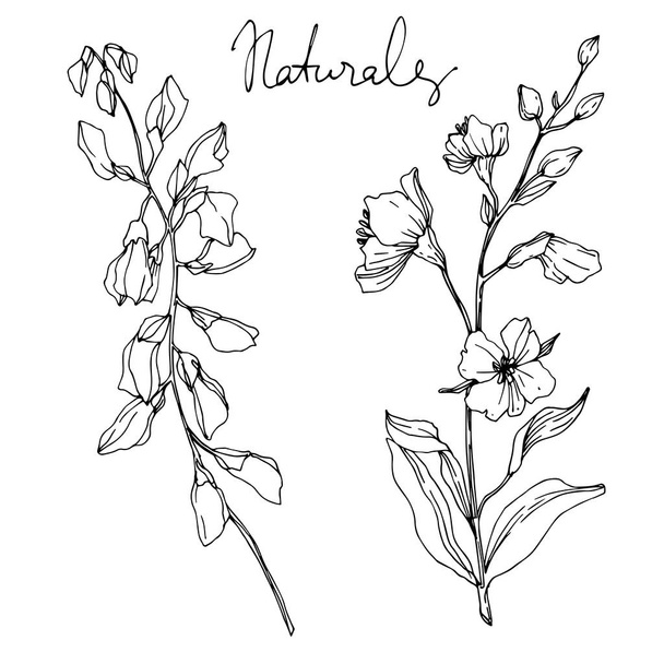 Fiori botanici floreali vettoriali Wildflower. Inchiostro inciso in bianco e nero art. Isolato elemento illustrazione fiore
. - Vettoriali, immagini