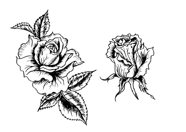 Roses, black and white graphic drawing in retro style. Floral vector illustration with a roses. - Vector, Image