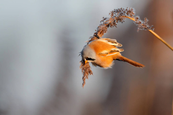 Bearded reedling male eating seeds in the reed in the late afternoon sunlight in wintertime in the Netherlands - Photo, Image