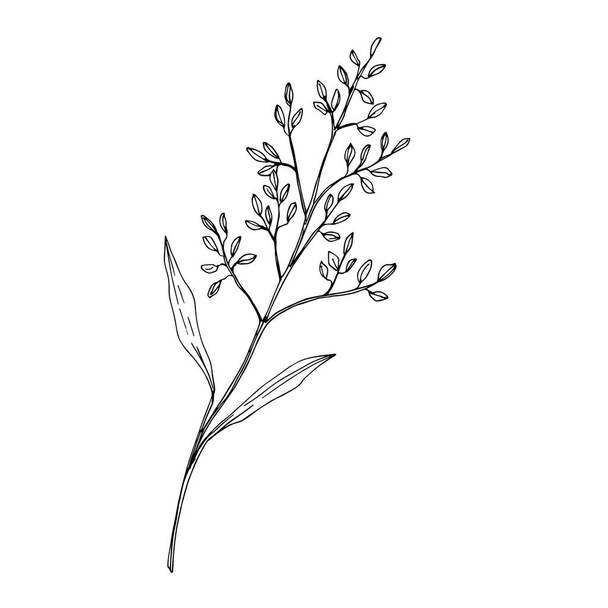 Vector Wildflower floral botanical flowers. Black and white engraved ink art. Isolated flower illustration element. - Vektor, obrázek