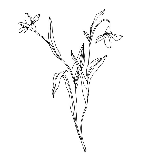 ベクトル野生の花植物の花。黒と白の刻まインクアート。孤立した花のイラスト要素. - ベクター画像