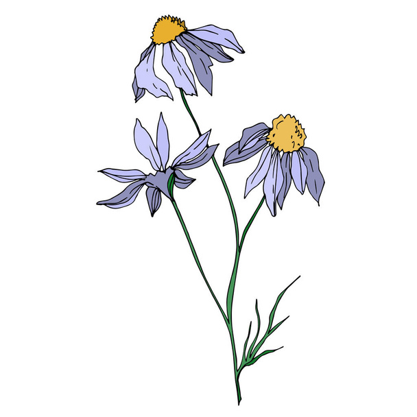 Vector wildflowers floral botanical flowers. Black and white engraved ink art. Isolated flower illustration element. - Vektor, Bild