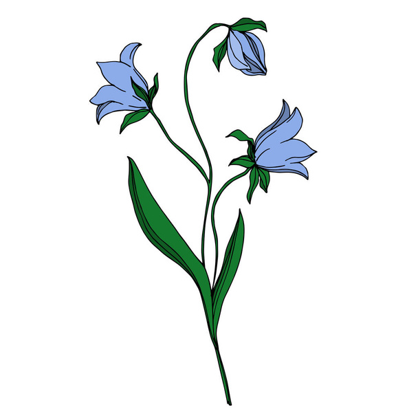 Vector wildflowers floral botanical flowers. Black and white engraved ink art. Isolated flower illustration element. - Wektor, obraz