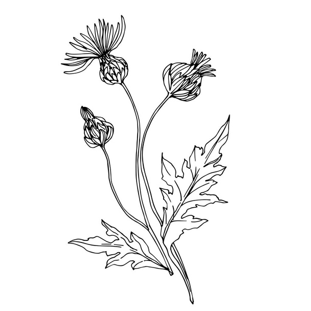Vector Wildflowers flores botánicas florales. Tinta grabada en blanco y negro. Elemento de ilustración de flores aisladas
. - Vector, imagen