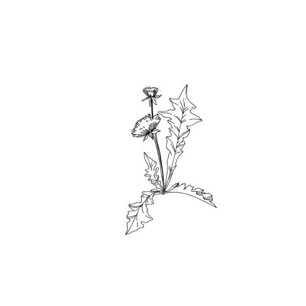 Vector Wildflowers flores botánicas florales. Tinta grabada en blanco y negro. Elemento de ilustración de flores aisladas
. - Vector, imagen