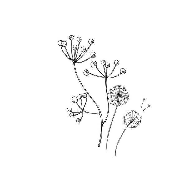 Vector Wildflowers floral botanical flowers. Black and white engraved ink art. Isolated flower illustration element. - Vector, Image