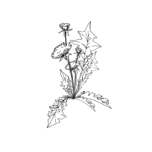 Vector Wildflowers floral botanical flowers. Black and white engraved ink art. Isolated flower illustration element. - ベクター画像