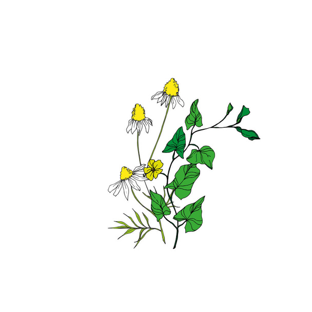 Vector Wildbloemen bloemen bloemen botanische bloemen. Zwart-wit gegraveerde inktkunst. Geïsoleerde bloem illustratie element. - Vector, afbeelding