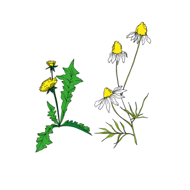 Vector Wildflowers floral botanical flowers. Black and white engraved ink art. Isolated flower illustration element. - Vektör, Görsel