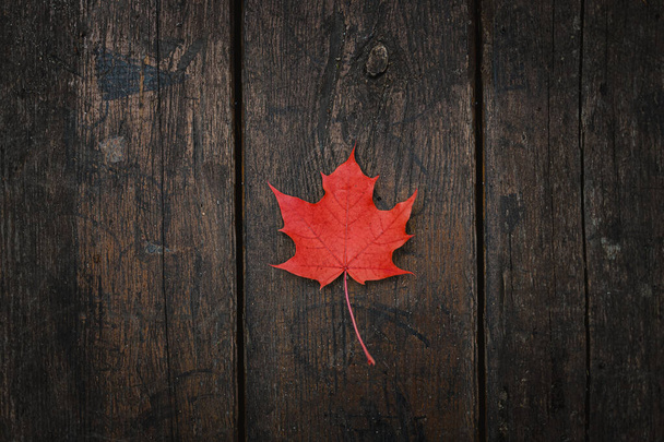 Red fallen maple leaf lies on a dark wooden old background. Save the space. View from above - Φωτογραφία, εικόνα