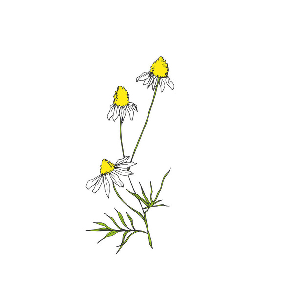 Vector Wildflowers floral botanical flowers. Black and white engraved ink art. Isolated flower illustration element. - Vektor, Bild