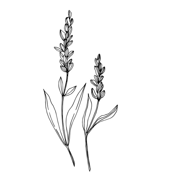 Vector wildflower floral botanical flowers. Black and white engraved ink art. Isolated wildflowers illustration element. - Vetor, Imagem
