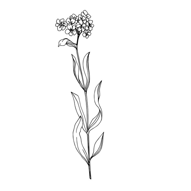 Vector flores botânicas florais wildflower. Tinta gravada a preto e branco. Elemento de ilustração de flores silvestres isoladas
. - Vetor, Imagem