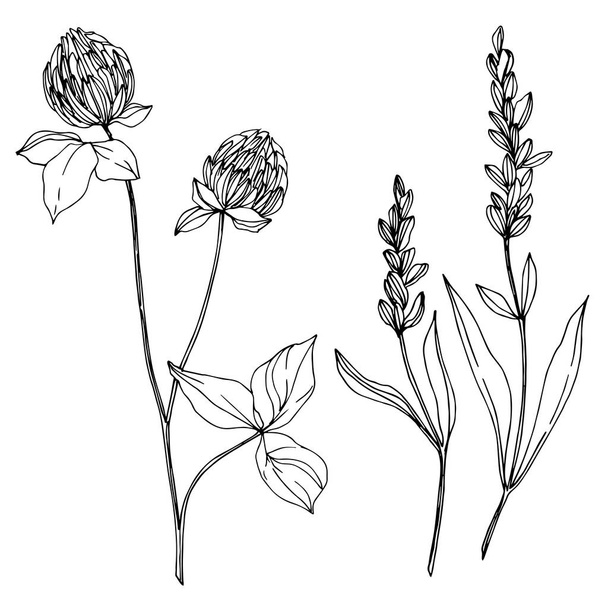 Vector wildflower floral botanical flowers. Black and white engraved ink art. Isolated wildflowers illustration element. - Vector, Image