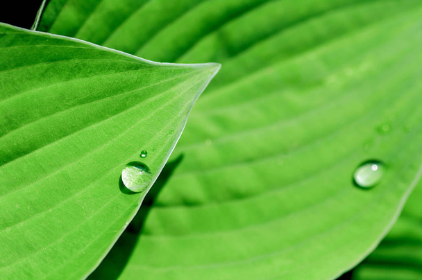 gouttes de pluie sur fond de gros plan de feuilles vertes
 - Photo, image