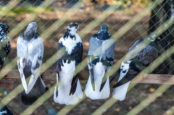 pombo raça turca Donek em um show de aves na Ucrânia
 - Foto, Imagem