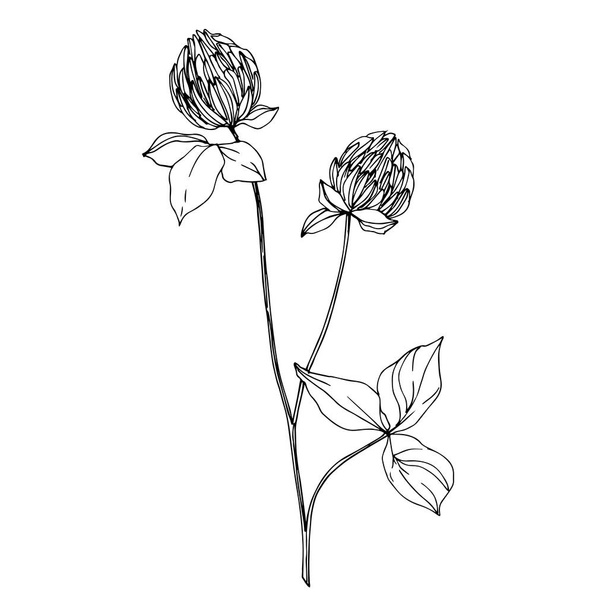 Vector wildflower floral botanical flowers. Black and white engraved ink art. Isolated wildflowers illustration element. - Vetor, Imagem