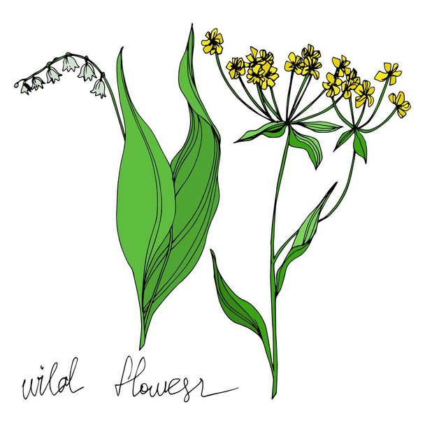 Vector Wildflowers floral botanical flowers. Black and white engraved ink art. Isolated flowers illustration element. - Vetor, Imagem