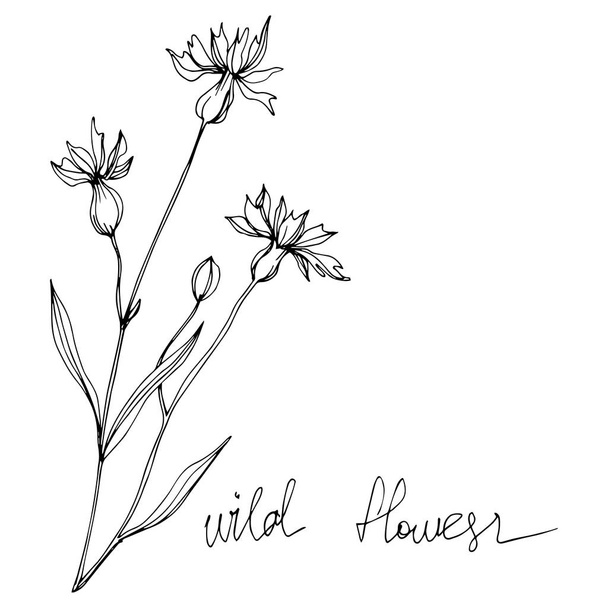 Vector Wildflowers floral botanical flowers. Black and white engraved ink art. Isolated flowers illustration element. - Vector, Image
