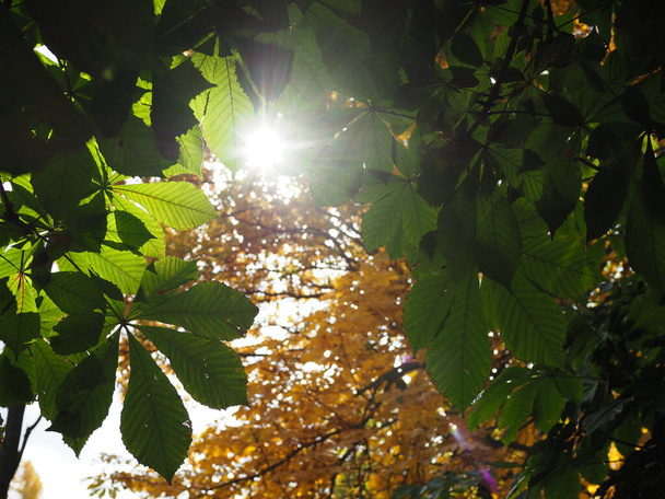 luz del sol a través de las hojas otoñales de castañas
 - Foto, Imagen