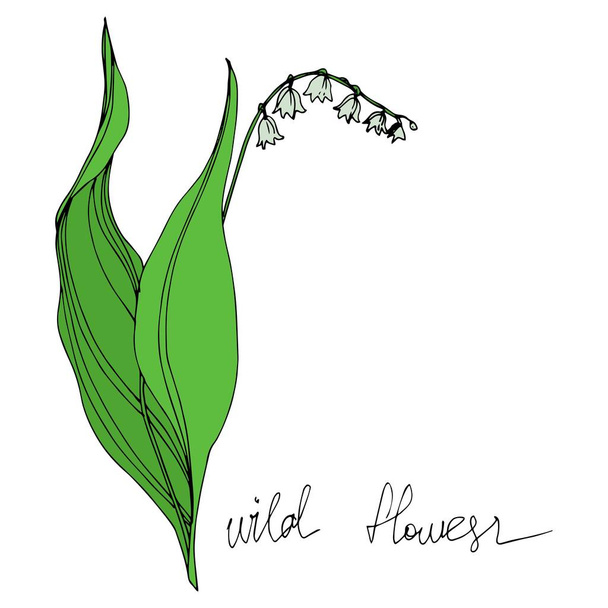Vector Wildflowers flores botânicas florais. Tinta gravada a preto e branco. Isolado flores ilustração elemento
. - Vetor, Imagem