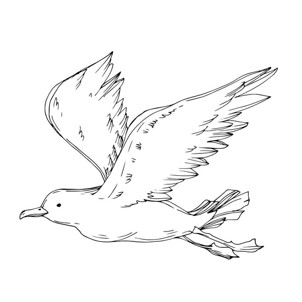 Vector Sky bird seagull isolated. Black and white engraved ink art. Isolated seagull illustration element. - ベクター画像