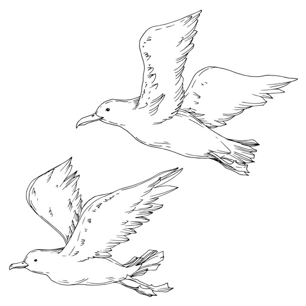 Διάνυσμα Sky πουλί γλάρος απομονωμένο. Μαύρο και άσπρο χαραγμένο μελάνι τέχνης. Μεμονωμένο στοιχείο εικονογράφησης γλάρου. - Διάνυσμα, εικόνα