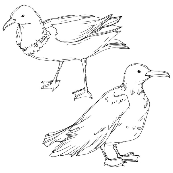 Vector Sky bird seagull isolated. Black and white engraved ink art. Isolated seagull illustration element. - Vektör, Görsel