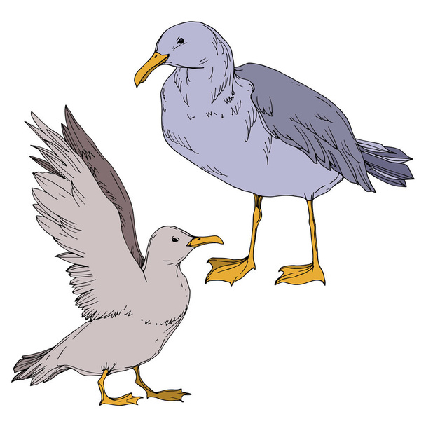 Vector Sky bird seagull isolated. Black and white engraved ink art. Isolated seagull illustration element. - Wektor, obraz