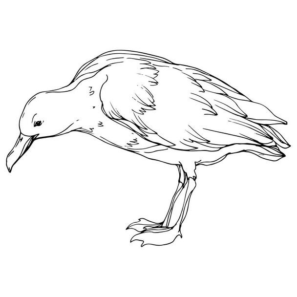 Vector Sky madár sirály egy vadon élő állatok elszigetelt. Fekete-fehér vésett tinta Art. Egy elszigetelt sirály-illusztrációs elem. - Vektor, kép