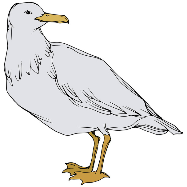 Vector Sky bird seagull in a wildlife. Black and white engraved ink art. Isolated seagull illustration element. - Vektori, kuva