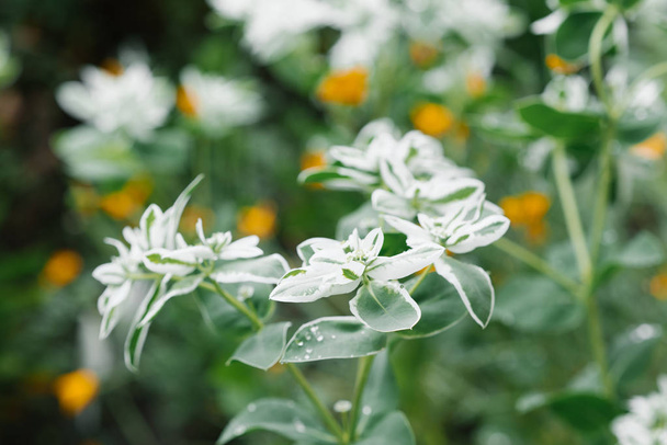 La planta florece en el jardín y-malochai y sus flores
 - Foto, imagen