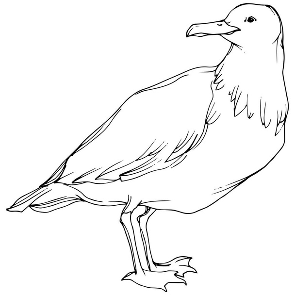 Vektor Sky madár sirály a vadon élő állatok. Fekete-fehér vésett tinta Art. Egy elszigetelt sirály-illusztrációs elem. - Vektor, kép