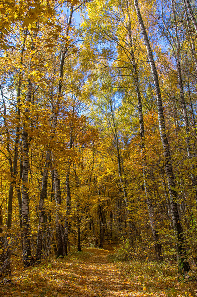 Paesaggio di autunno, foresta mista nel sud-est della regione di Mosca con bel tempo
.  - Foto, immagini
