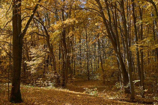Τοπίο του φθινοπώρου, μικτό δάσος στα νοτιοανατολικά της περιοχής της Μόσχας με καλό καιρό.  - Φωτογραφία, εικόνα