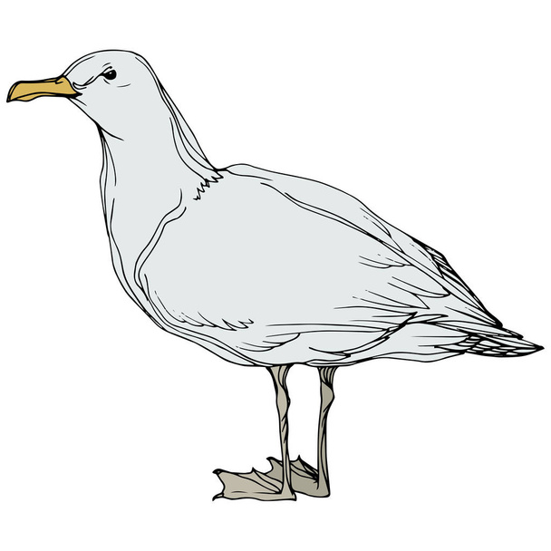 Vector Sky gaivota pássaro em uma vida selvagem. Tinta gravada a preto e branco. Elemento de ilustração isolado da gaivota
. - Vetor, Imagem