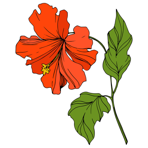 Векторна тропічна ботанічна квітка. Екзотичне гавайське літо. Вигравіруване чорнило. Ізольовані квіти елемент ілюстрації
. - Вектор, зображення