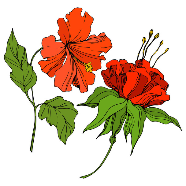 Vector Flor botánica tropical. Verano hawaiano exótico. Arte de tinta grabada. Elemento ilustrativo de flores aisladas
. - Vector, imagen
