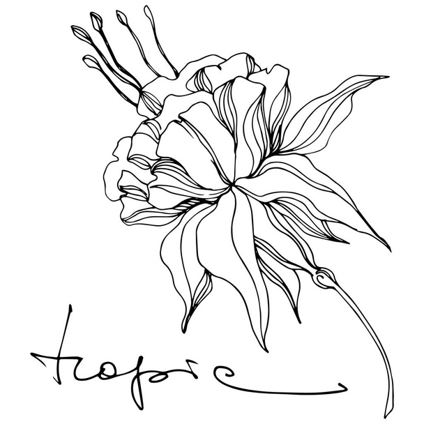 Vector Fleur botanique florale tropicale. Encre gravée en noir et blanc. Elément d'illustration de fleurs isolées
. - Vecteur, image