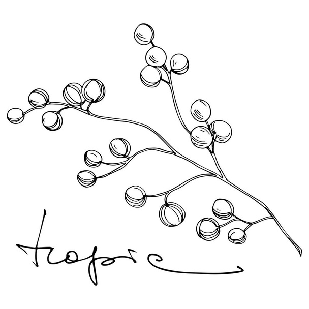 Вектор Тропічна квіткова ботанічна квітка. Чорно-біле гравірування чорнила. Ізольовані квіти елемент ілюстрації
. - Вектор, зображення