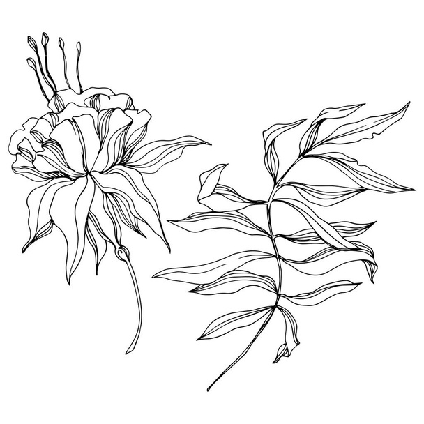Vektör Tropikal Botanik Çiçeği. Siyah beyaz işlemeli mürekkep sanatı. Ayrı çiçek illüstrasyon ögesi. - Vektör, Görsel