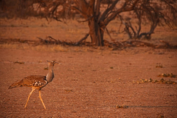 Kori Bustard, (Ardeotis kori) alimentándose en un lecho de río seco en el desierto de Kalahari 2
 - Foto, imagen